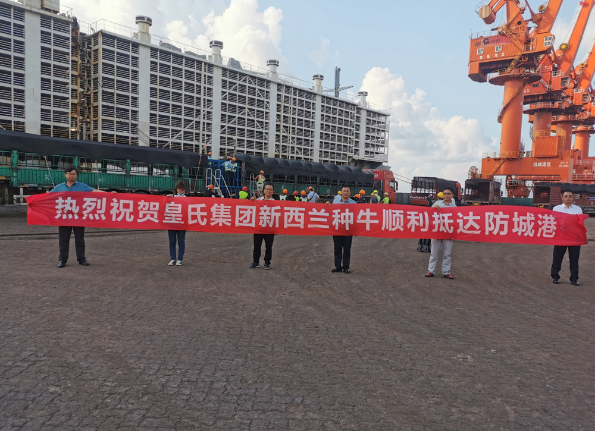 漂洋過(guò)海9000公里，優(yōu)質(zhì)新西蘭奶牛順利到港！